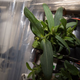 Image for article titled Astronauts Almost Killed Their First Flowers